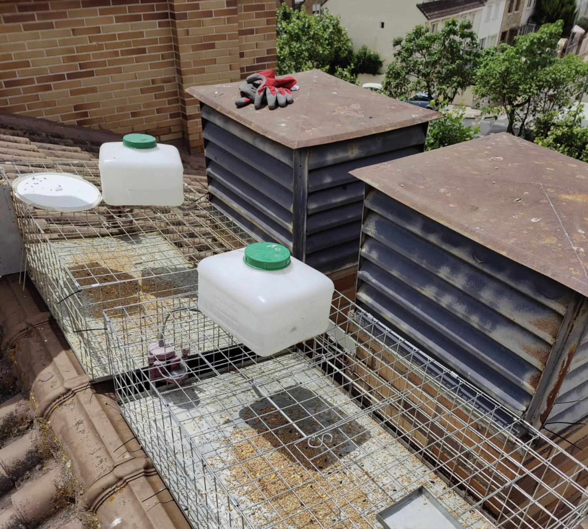 Control de la población de palomas en edificios municipales en Villanueva del Pardillo